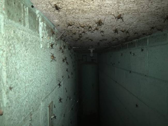 Valószínűleg részben a horror filmek érdeme, hogy napjainkban a gyerekek és a felnőttek ismét annyira rettegnek a sötét helyektől, mint ahogy tették azt mondjuk az őseink egy medvebarlang szájánál állva.
