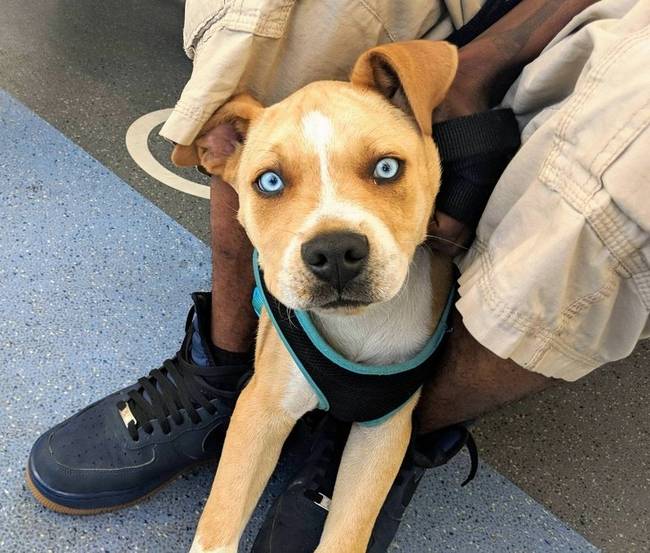 Pitbull és szibériai husky keverék.
