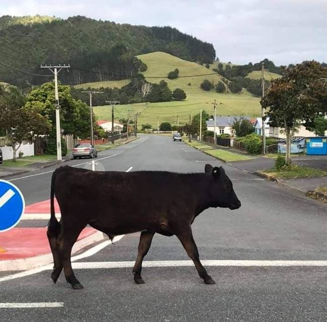 Átlagos új-zélandi pillanat. Nincs benne semmi különös.