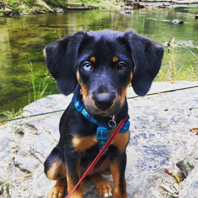 Ő itt Leia. Félig beagle, félig rottweiler.