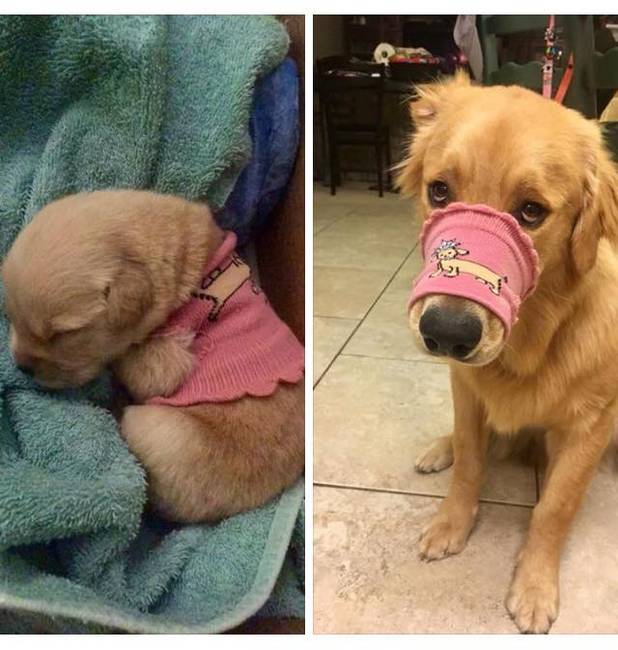 Kinőtte.