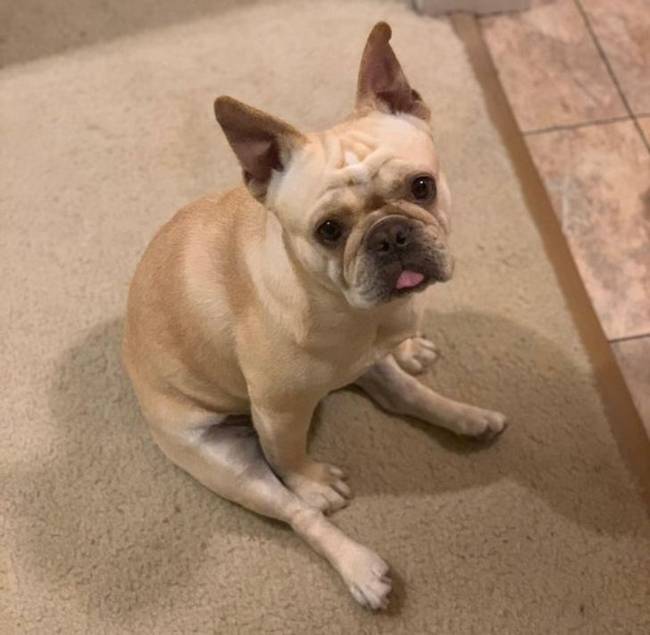 Francia bulldog