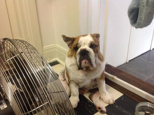 Ausztráliában a légkondi és a ventilátor az ember legjobb barátja.