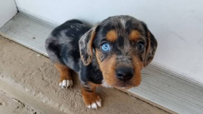 „Hallottam, hogy az internetezők szeretik a kis foltos tacskókat. Ő itt az enyém, Arthur, és félig Corgi."