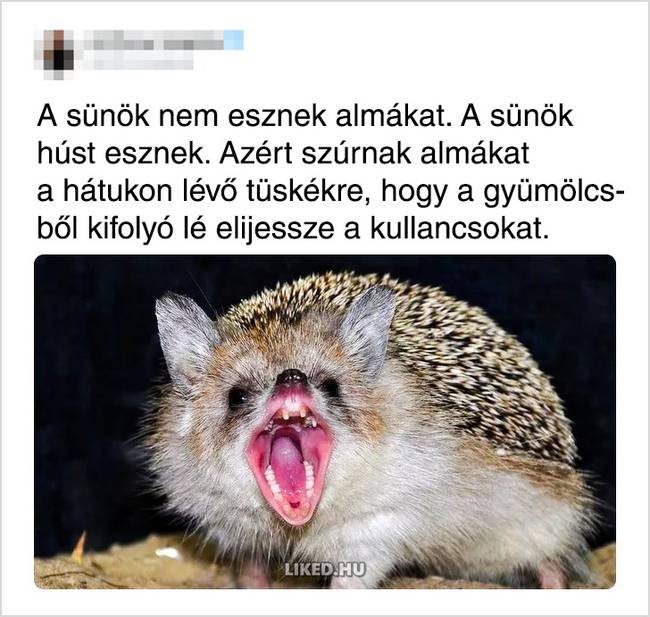 A sünök meglehetősen vérszomjasok.