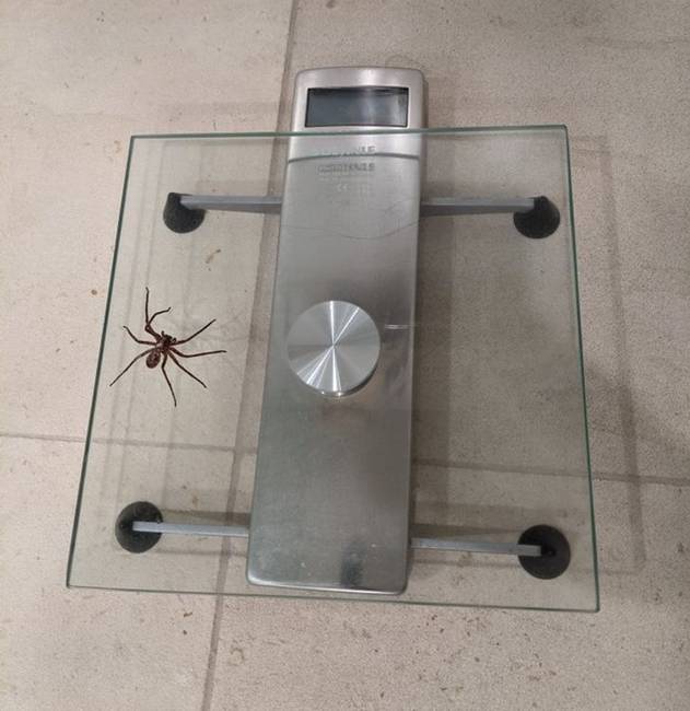 „Ennyit a fogyókúráról...”