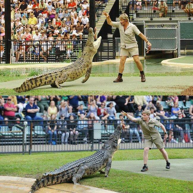 Steve és Robert Irwin ugyanazt a krokodilt eteti 15 év különbséggel.