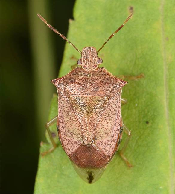Ragadozó poloska (Podisus maculiventris)