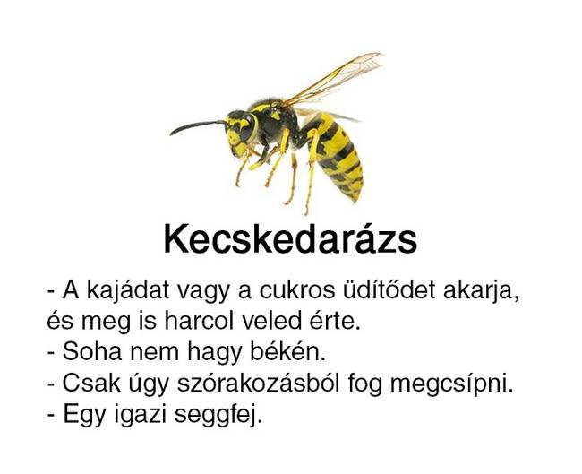 Valaki útmutatót készített a 'sárga csíkos izékhez', és ezt alighanem neked is látnod kell