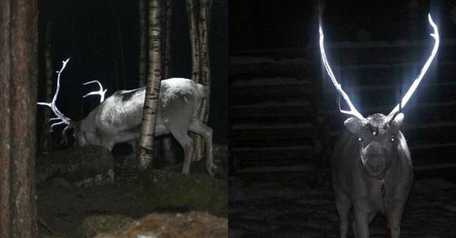 Itt világító agancsú szarvasokkal találkozhatsz.