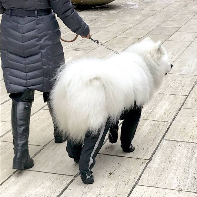 „Ma megtanultam, hogy a kutyák is hordhatnak nadrágot."