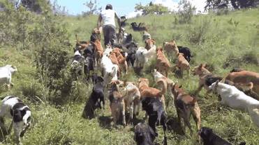 Costa Ricában van egy hatalmas méretű kutyamenhely, (Territorio De Zaguates) ahol közel ezer kutyus él szabadon. A világ minden tájáról érkező emberek akár túrázhatnak is a boldog és kíváncsi ebek között.