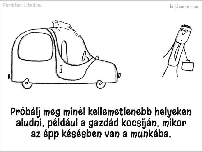 20 humoros illusztráció, ami megmutatja, hogyan kell jó macskának lenni
