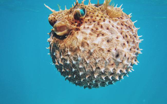 Gömbhal