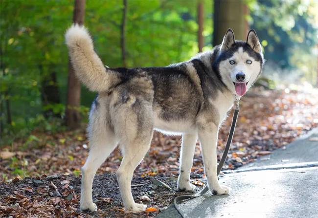 husky