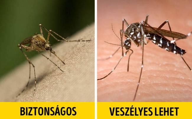 Ázsiai tigrisszúnyog