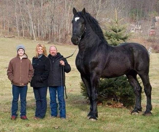 A percheron fajtájú lovak mérete egészen ámulatba ejtő.