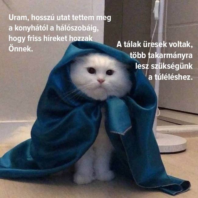 Trónok harca macska mém