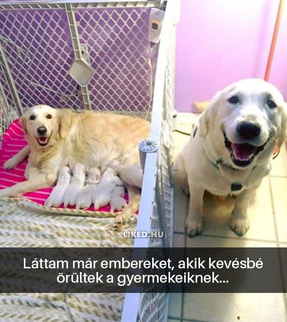 16 kutyás Snapchat-üzenet, ami kétségkívül jobb hellyé tette az internetet