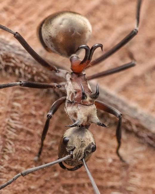 Ez a halászhorgos hangya (polyrhachis bihamata) elég félelmetes egy teremtmény. A hátán lévő horoggal kapja el és tépi szét áldozatát.