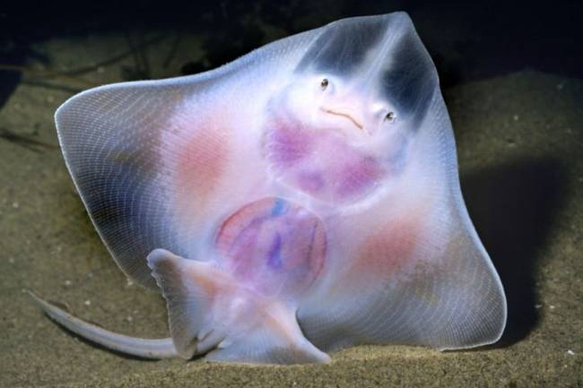 Big skate (Raja binoculata)