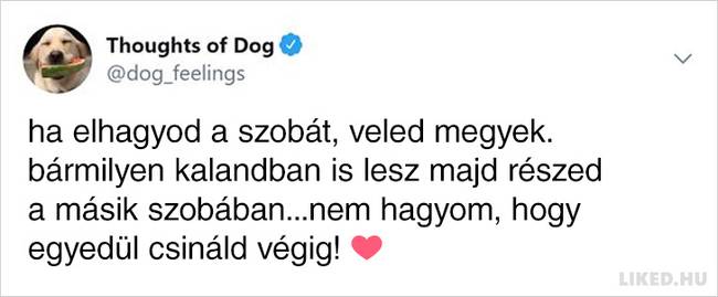 20 vicces kutyagondolat, amivel minden gazdi könnyedén képes lesz azonosulni