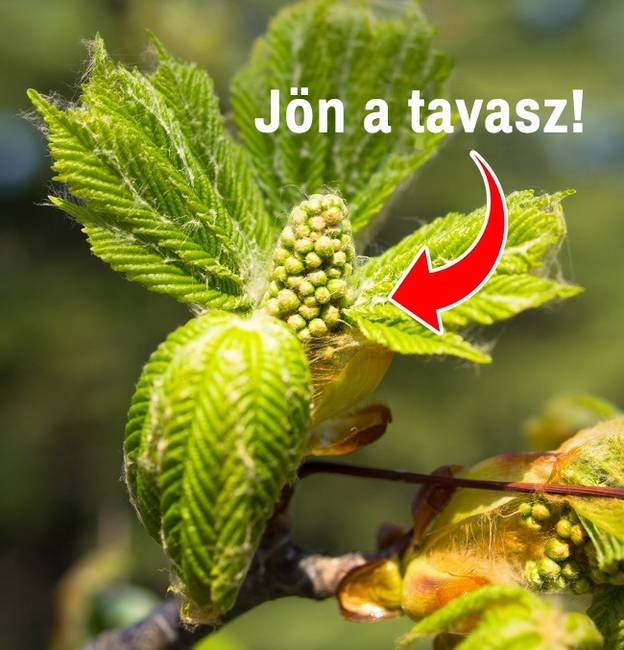 A gesztenye fa első levele szimbolizálja a tavasz érkezését Genfben.