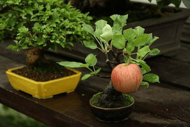 A bonsai almafákon rendes méretű almák teremnek.