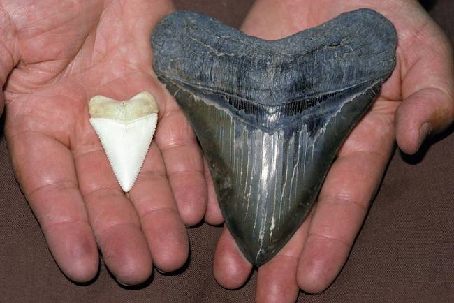 Egy nagy fehér cápa foga egy rég kihalt megalodon foghoz képest.
