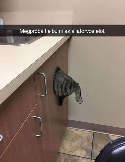 Amikor nagyon félsz az állatorvostól, de nem vagy elég okos hozzá, hogy elrejtőzz.