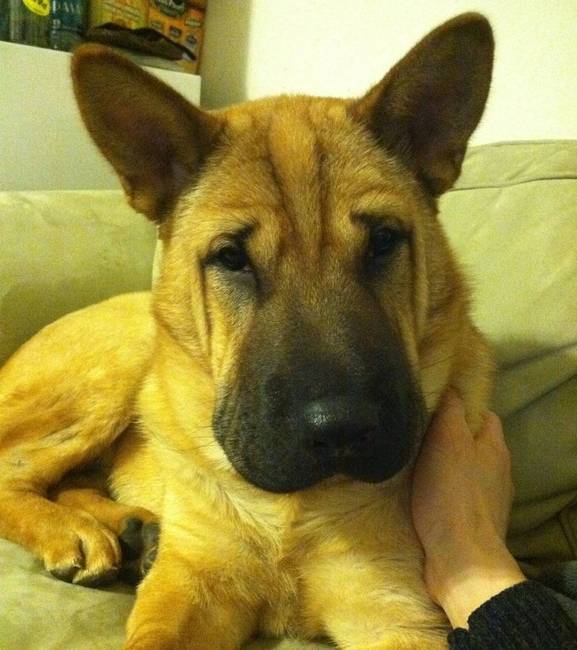 Németjuhász és shar-pei keverék, ami pont úgy néz ki, mintha valaki Photoshopban szerkesztette volna meg, pedig nem így van.