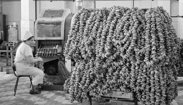 Moszkvai fánkgyár. (1967)