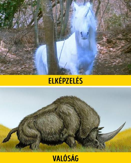 Egyszarvú - Elasmotherium