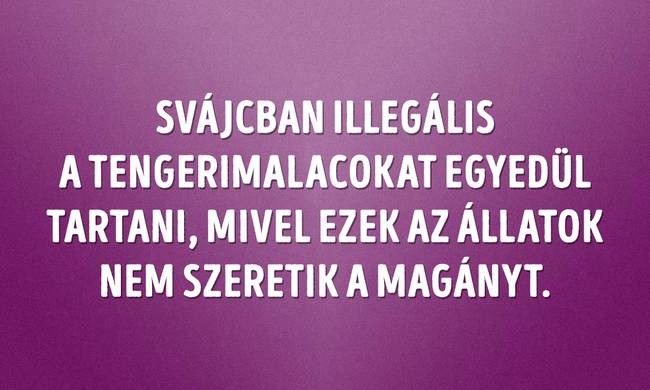Svájc és a tengerimalacok