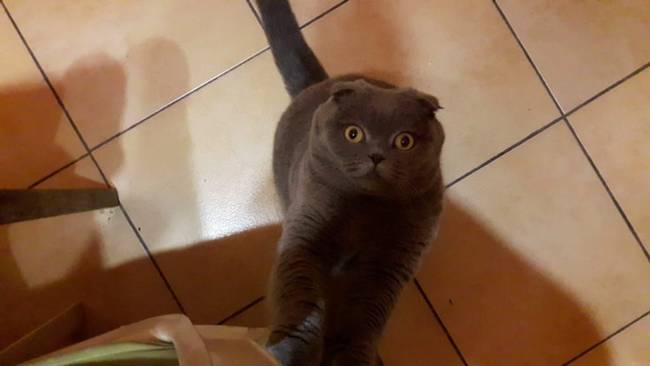 AMIKOR A MACSKÁKNAK SZÜKSÉGÜK VAN VALAMIRE, BABASÍRÁSRA EMLÉKEZTETŐ HANGOT PRÓBÁLNAK IMITÁLNI.