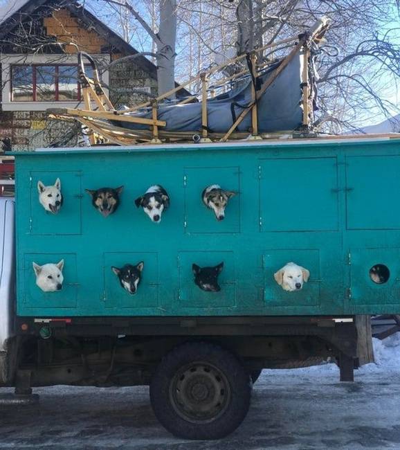 Ez egy kutyaszán és kutyaszállító teherautó. Speciális lyukak vannak az oldalán, hogy a kutyák nézelődhessenek az utazás közben.