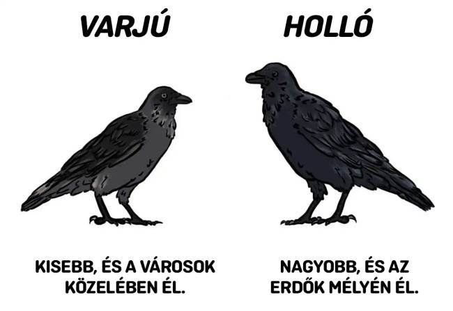 Különbség a holló és a varjú között.