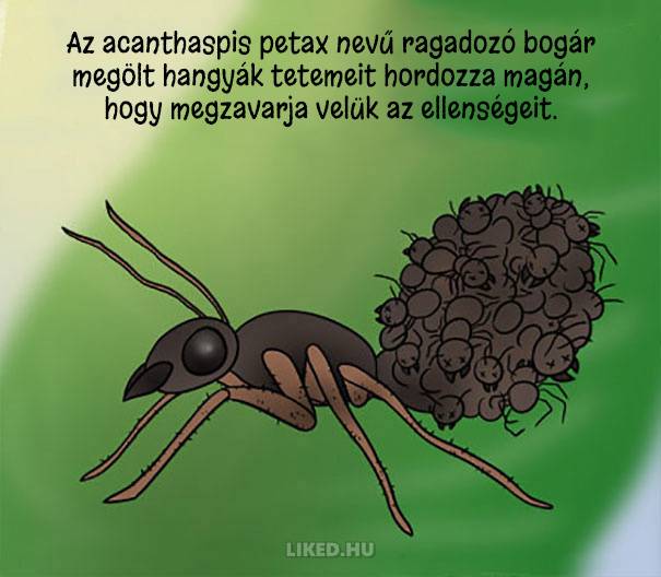 20 őrült tény az állatokról, amit nem tanítottak meg nekünk az iskolában