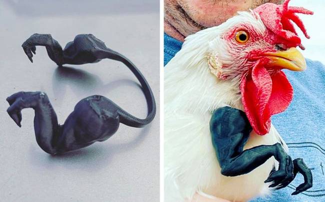 „A barátom nemrég vett egy 3D nyomtatót, és dinoszaurusz mancsokat kezdett nyomtatni az általa tenyésztett csirkékre."