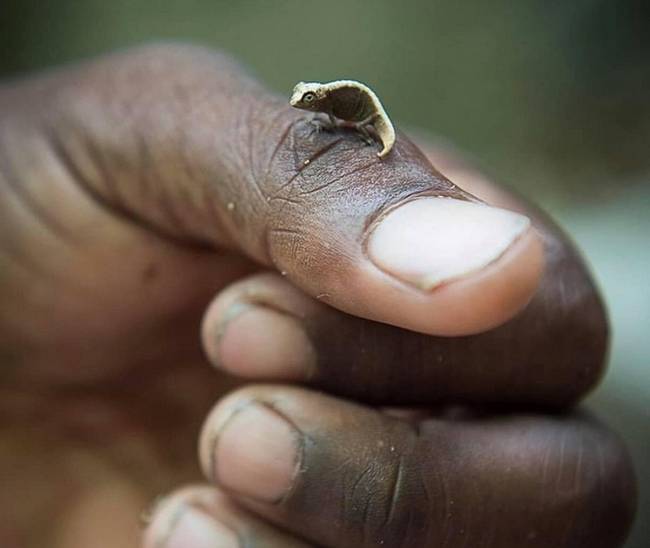 Az egyik legkisebb gerinces állat a világon: madagaszkári kaméleon.
