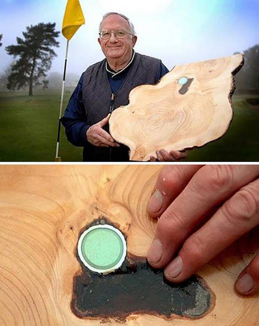 Ez a golflabda hosszú évek óta pihent ebben a fában.