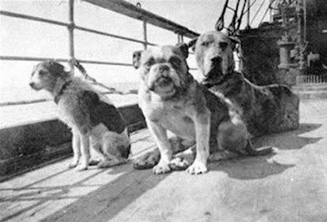 1912: a Titanic szerencsétlenségét túlélő kutyák. Összesen 12 kutya volt a hajón, de csak három élte túl a balesetet.