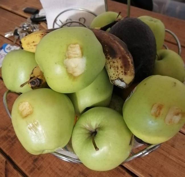 „Az unokaöcsém új hobbija, hogy mindenbe beleharap, aztán otthagyja."