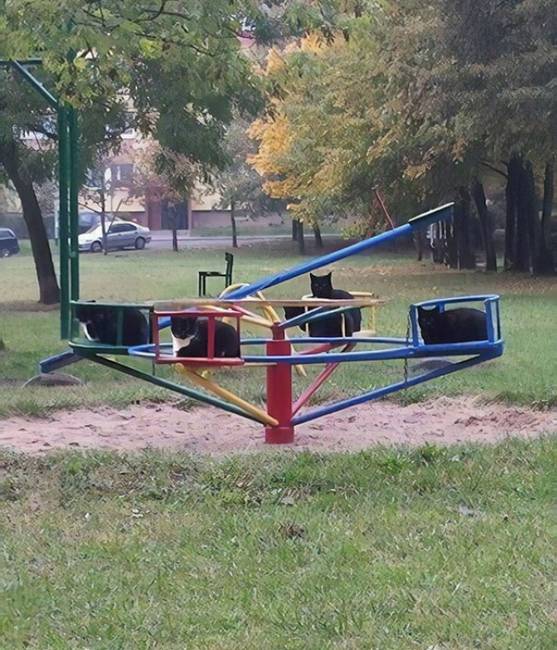 A cicáknak is kijár olykor egy kis szórakozás.