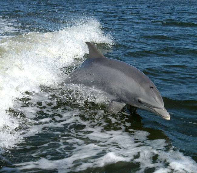 A hím delfinek segítenek egymásnak a nőstények gondozásában. Egy hím delfinekből álló csapatnak ugyanis jóval nagyobb esélye van megvédeni a nőstényeket, mint egy magányos hímnek, egyedül.