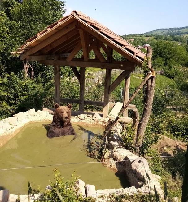 „Egy horvát medveotthonban dolgozok, és szeretném megosztani veletek ezt a képet az éppen lazuló barátomról."