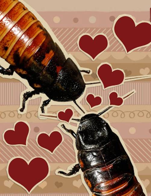 Romantikus képeslap. Mivel a csótányok köztudottan a legromantikusabb állatok.