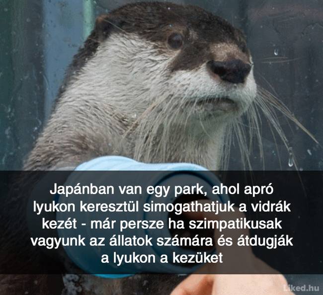 20+ örömteli tény, ami után teljesen más szemmel nézel majd a világra