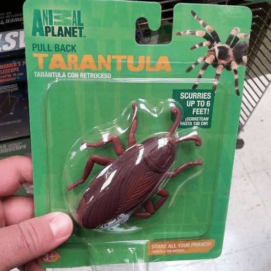 Vajon mennyi idő, míg olyan tarantula lesz belőle?