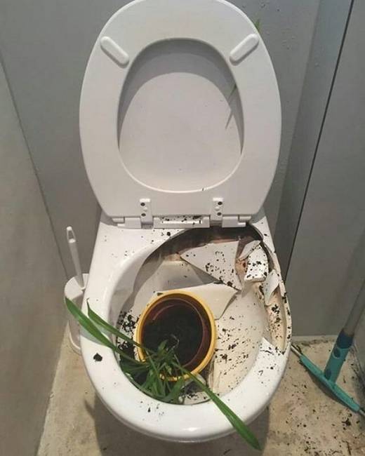 Jegyzet magamnak: sose tegyél virágot a WC fölé.